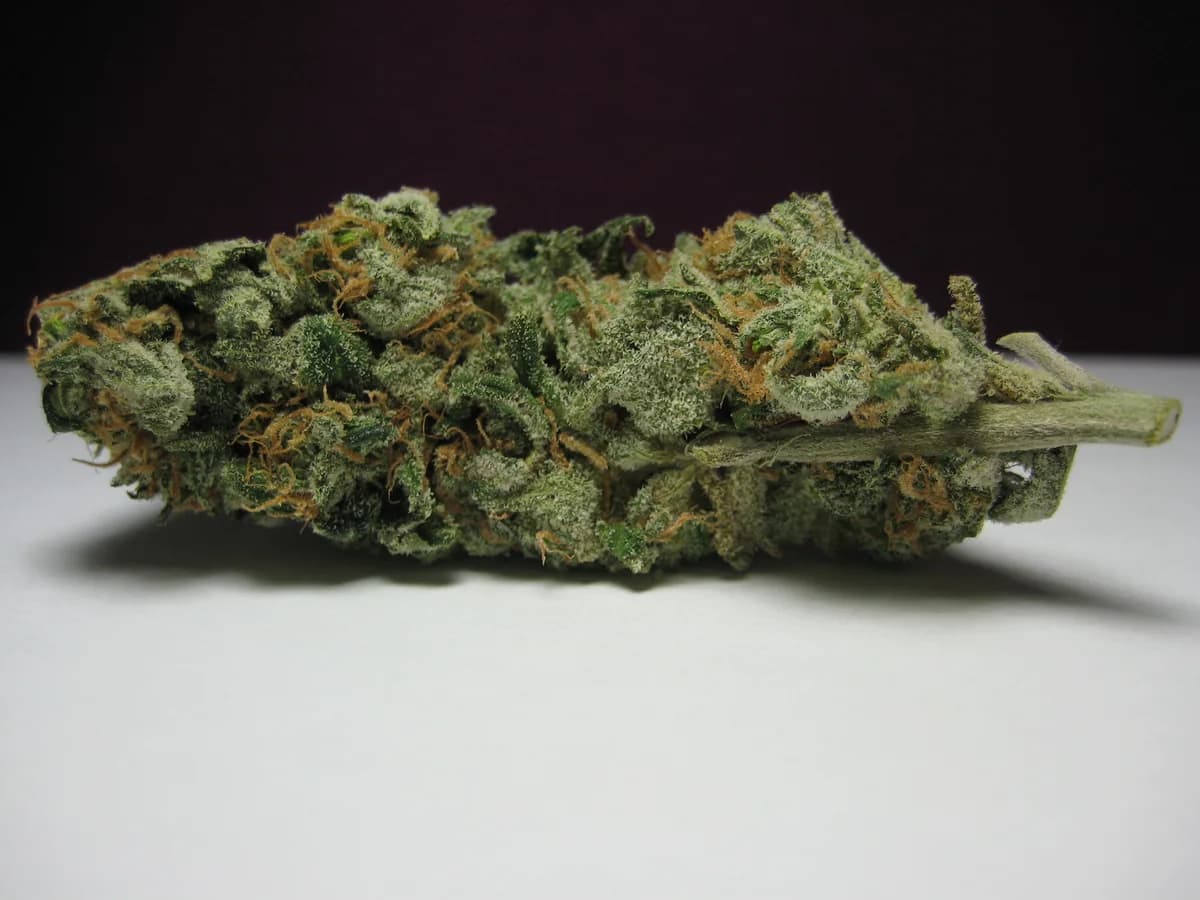 Blue Dream licensed primary strain reference