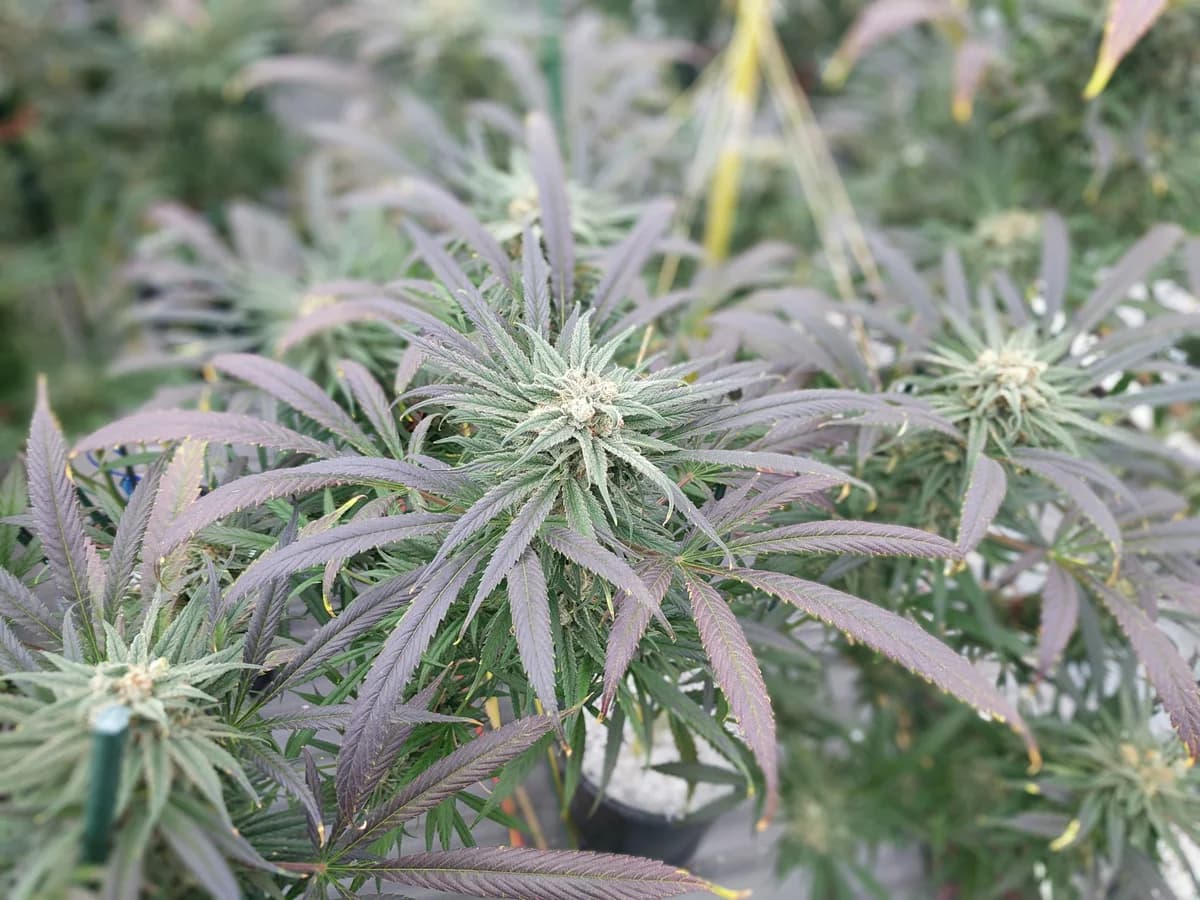 Blue Dream licensed secondary strain reference