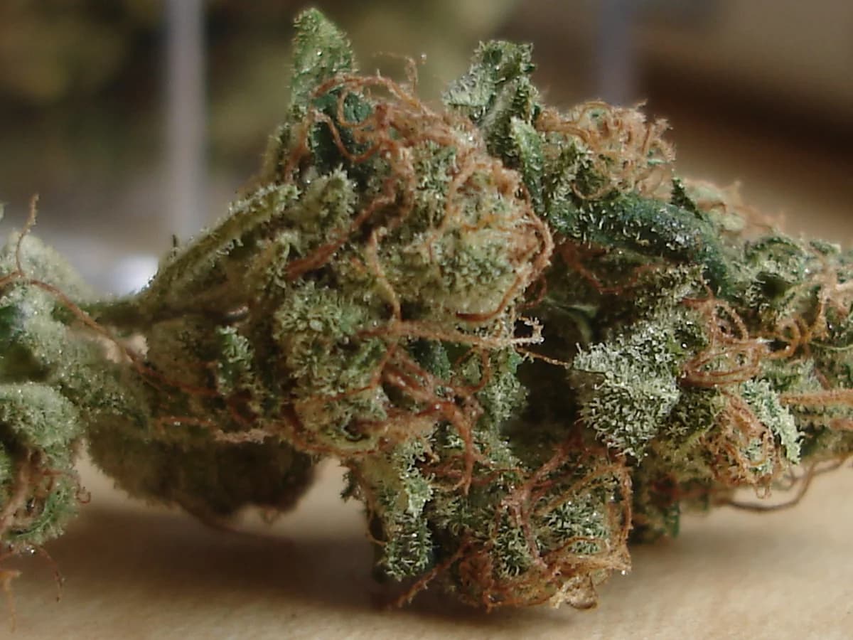 Sour Diesel licensed primary strain reference